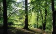 Linthwaite woods-min
